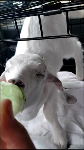 #babygoats #ranchlife #fyp #foryoupage #bottlefedbaby #farmanimals #milkncookies #Buddy #nomnom