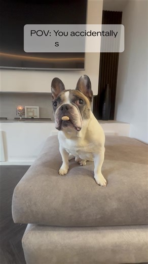 Funny Dog Walk Reactions That Every Owner Understands