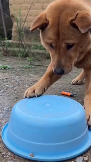 When Fireworks Meet a Tough Dog: Epic Fail