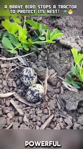 The Most Incredible Act of Courage: A Tiny Hero Saves Its Nest! 🐦❤️