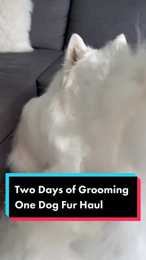 Samoyed Dog Grooming Guide: Meeko's Fur Transformation