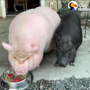 Watch what friendship does for a depressed pig ❤️ | The Dodo