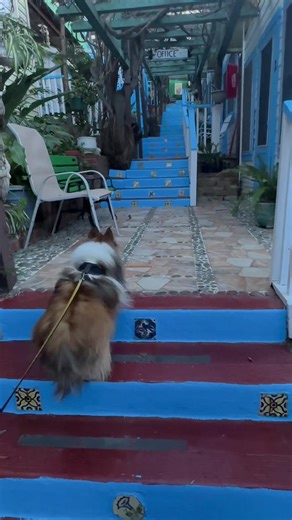 This is Catalina in the winter! The best prices are right now! This is a beautiful tropical oasis just footsteps from restaurants, bars, beach, pier and market. @VisitCalifornia @Love Catalina Island #fyp #catalina #catalinaisland #california #travel