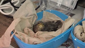 🌿 Das Jahr 2022 in der Wildvogelpflegestation St. Gallen war turbulent. Mit einer Zunahme von 35 % haben wir stolze 759 Wildvögel🦅🦉 aufgenommen, 90 % davon Singvögel.🐦Während der intensiven Hauptsaison von April bis August haben wir zahlreiche verwaiste Nestlinge gepflegt.🐣 Verletzungen durch Angriffe anderer Tiere insbesondere durch Hauskatzen und Kollisionen mit Gebäuden waren bedauerlicherweise die häufigste Ursache. Besonders bemerkenswert war der Anstieg um 130 % bei verwaisten Jungvög
