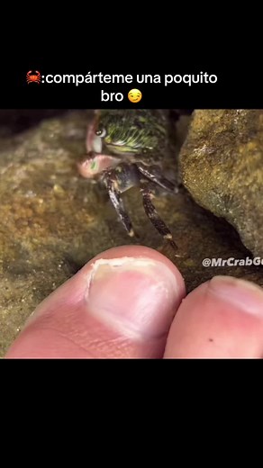 #Micro_bios 2.0 no TikTok