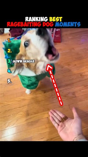 Ranking Best Ragebaiting Dog Moments 💢 #funny #dog #shorts