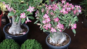 6 Cara Mudah Menyilang Tanaman Hias Bunga Adenium