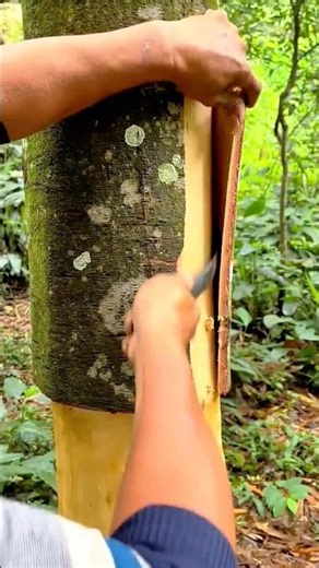 Carefully peeling tree bark to expose smooth inner wood during traditional harvesting