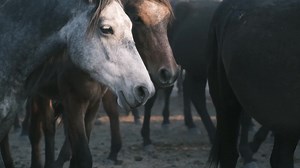 The horse industry contributes approximately $50 billion in direct economic impact to the U.S. economy, and has a direct employment impact of 988,394 jobs. Additionally, the industry itself contributes $38 billion in direct wages, salaries, and benefits From those direct effects, the horse industry’s contribution ripples out into other sectors of the economy. Adding these ripple effects results in an estimate of the total contribution of the horse industry to the U.S. economy of $122 billion, an
