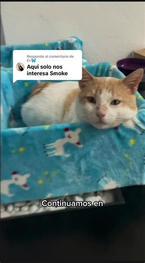 Respuesta a @Eri🦋 #smokeice #desailyandablo #lovercats #gatitos