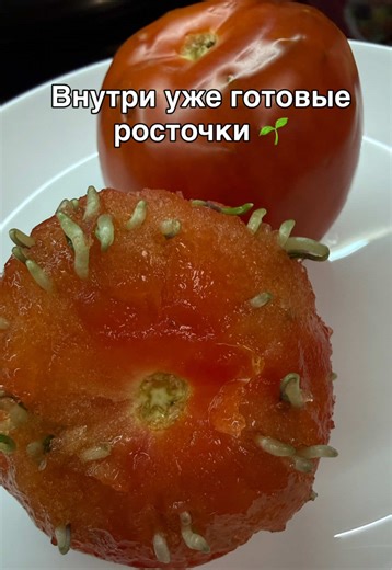 Как помидоры стали рассадой: Юмор на огороде