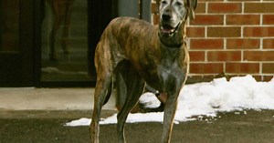 Dogs and bone cancer