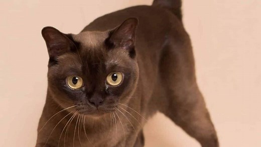 Burmese vs Ragdoll - A Breed Comparison - [With Pictures]