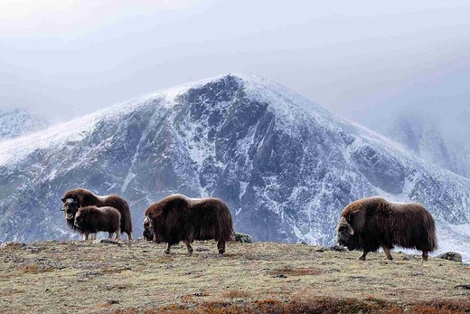 Qiviut - World's Finest Wool