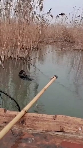Cormorant Bird Swimming and Fishing in a Lake