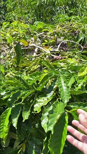 Robusta vs. “Robinson” Coffee: What’s the Difference?