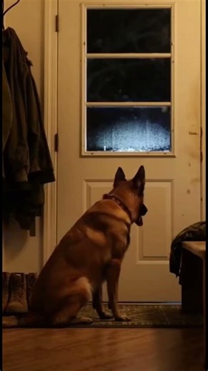 The dog who never left #dog #dogsondeployment #militarybrat #airdog #devildogs #realactionheroes