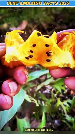 🔥Elephant Apple: The Fruit That Depends on Elephants