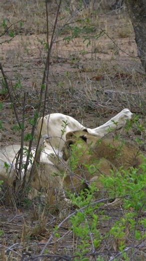 Feeding Time For Baby Lions