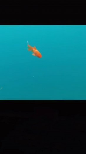 it came back for no reasons.❤️#fyp #fish