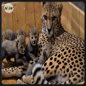 Cheetah Gives Birth to Record-Breaking Litter of Eight Healthy Cubs at Saint Louis Zoo—[Full story in cᴑmments]👇 #fblifestyle | Nature and Wildlife TV