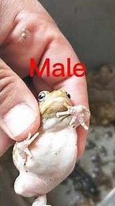 The life cycle of frogs #insects #frogs