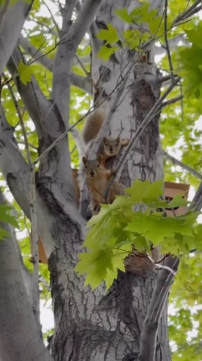 24K views · 52K reactions | I walked out to the box I hung in the...