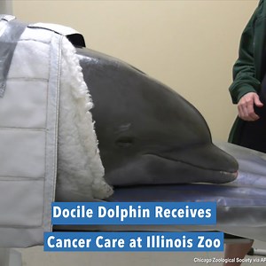 ▶️ Brookfield Zoo in Illinois is caring for an aging bottlenose dolphin with cancer. His name is Lucky, and he's 227 kilograms, mostly muscle, but still a very docile patient when his care team uses big swabs to freeze the cancer in the back of his mouth. 👉The zoo's medical director says that the treatment seems to be effective but treating cancer in a pool brings its challenges. They time each application to let it dry. They do CT and ultrasound scans to make sure the cancer has not spread to 