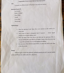 Preparation of microscope slide for Dicot leaf section:Aim:T... | Filo