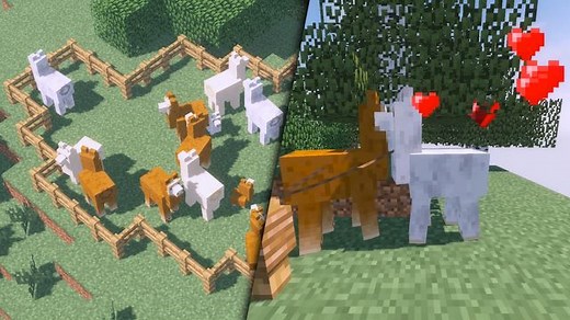 Lamas in Minecraft zähmen und vermehren