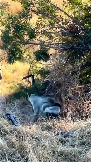 Jackals Attack a Giant Python in the Wild!