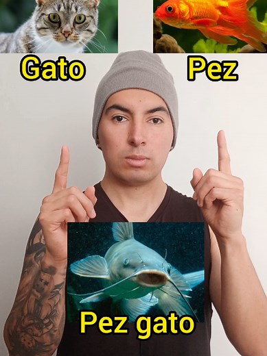 Learn Fish Names in Spanish: Pez Payaso and More