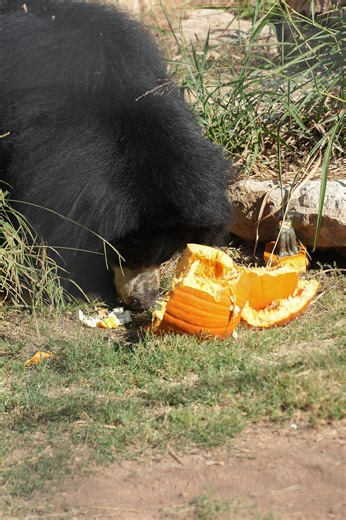 It’s Octo-bear! 🎃 Vicki the sloth bear is kicking off spooky season with her favorite pumpkin treats. With her incredible sense of smell and love for fruit, finding snacks is no problem at all. And let’s be honest... who doesn’t love Vicki? If you want to get in on the October action and see Vicki for yourself, join us for Boo at The Zoo on October 11th-12th, 18th-19th and 25th-26th. | Abilene Zoo