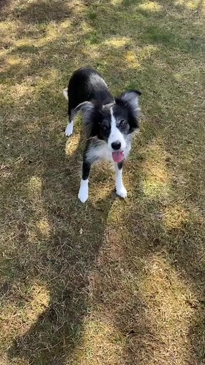 Playful Dogs Enjoying a Fun Day in the Park