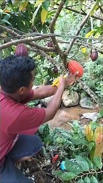 How to Harvest Cocoa Pods the Right Way | Proper Cocoa Picking Guide #CocoaHarvest #CocoaFarming