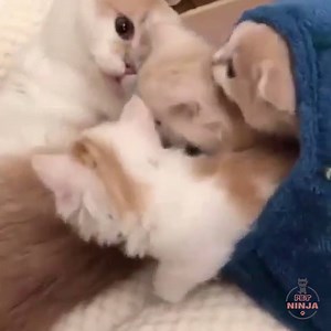 26K views · 1.1K shares | Caterful | Pet Ninja | Facebook