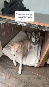 How Do Alaskan Klee Kai Behave On Walks?
