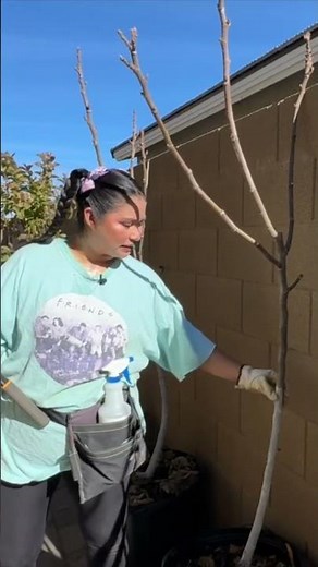 Pruning fig trees in pots