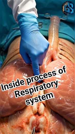 Respiratory System Explained in 3D | Inside Human Body | Real Anatomy