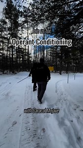 Join us for operant conditioning with rescued caracal, Mojave! 🙌🍗 Operant conditioning is a voluntary training procedure we with do with our rescued felines— it helps minimize stress for vet procedures, crating, and more! Mojave JUST started learning some skills a few days ago, so this is new, but he’s doing great so far 😺. Still got questions? Ask them in the comments below! 👇 #operantconditioning #positivereinforcement #consentbasedtraining #animalbehavior #catbehavior #rescuecat #rescuedc