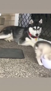 Cute puppy 😍 😍 😍 - - - #huskysmile, #huskyphotography, #huskygirl, #huskypicoftheday | Life With Husky