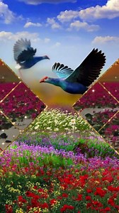 273K views · 18K reactions | Beautiful Gifs. on Reels | Facebook