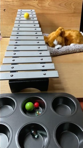 Asmr - relax - music 🤩🎶 #asmr #relaxingmusic #relax