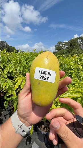 The Best Citrus Tasting Mango On The Planet | Lemon Zest