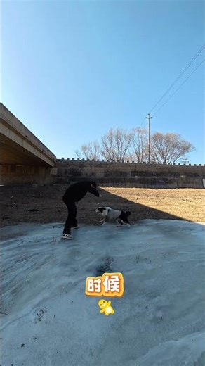 Decoding Dogs: Unmasking Their True Emotions