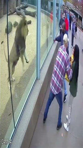 Lion Slams Glass at Zoo | Terrifying CCTV Moment