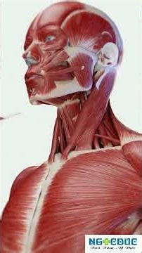 How to Treat Neck Muscle Pain? You Must Address the Root Cause to Get Better!