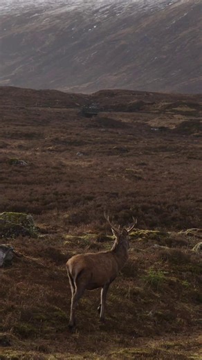 📢BASC has lodged several amendments through MSPs to the Natural Environment (Scotland) Bill which will be debated by the Rural and Islands Committee tomorrow morning and evening in the Scottish Parliament. The amendments address significant concerns with the Bill, particularly around; overly broad powers on nature restoration, the introduction of mandatory training and the risks to rural employment. 📺You can watch here: https://www.scottishparliament.tv/ from 08:30am, and again in an evening s