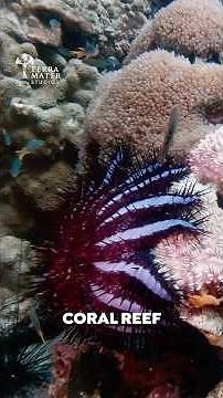 These Two Things are Destroying the Great Barrier Reef Right Now 🪸!