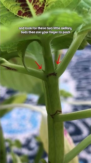 Stop Pruning Coleus Wrong (do this instead) #plantcare #gardening